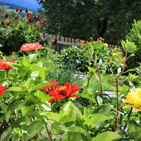 blumen im garten