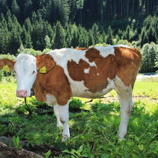 kalb unter baum