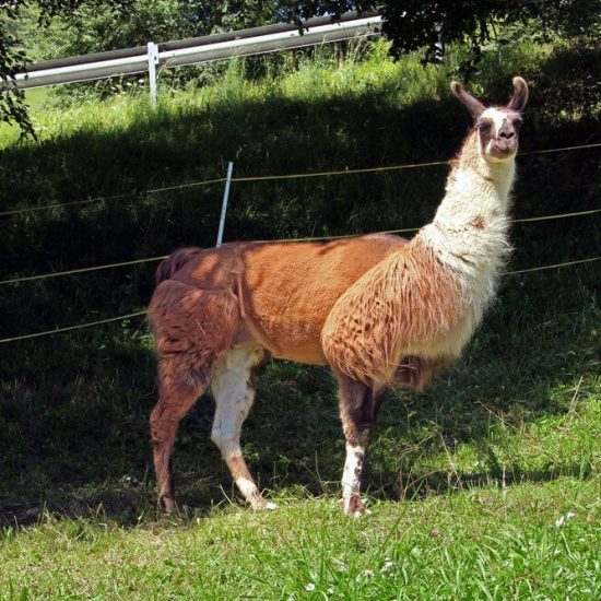 lama