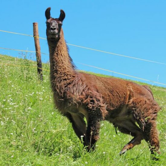 lama auf wiese