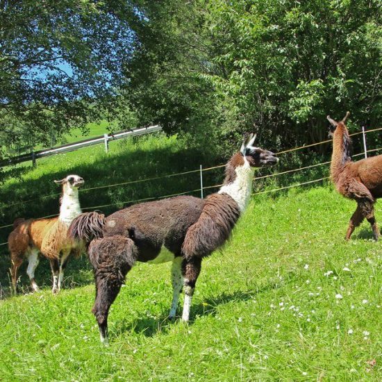 lamas auf wiese