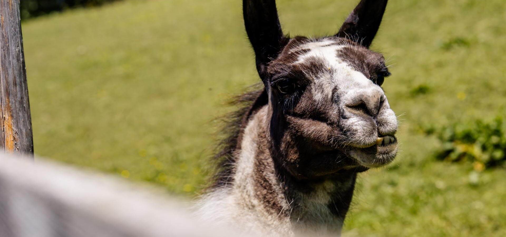 urlaub auf dem bauernhof am kronplatz suedtirol ferien mit kindern lamas in den dolomiten 5